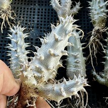 B10-16 塊根植物 多肉植物 パキポディウム　デンシカウレ　恵比寿大黒 実生 極上株 10株_画像5