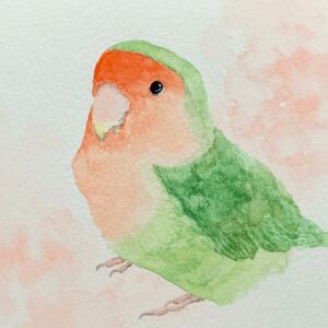 コザクラインコ　水彩画　イラスト