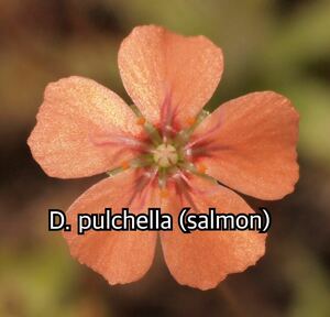 ■食虫植物/モウセンゴケ/ピグミードロセラ D.pulchella salmon のムカゴ