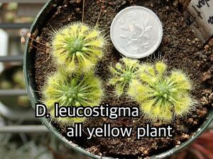■食虫植物/モウセンゴケ/ピグミードロセラ D.leucostigma all yellow formのムカゴ