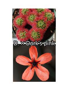■食虫植物/モウセンゴケ/ピグミードロセラ D.'Dork's pink'のムカゴ