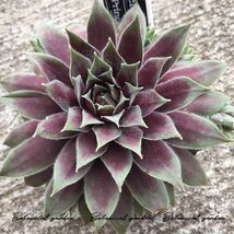 ★ ブラックプリンス Sempervivum 'Black Plince'⑥ 多肉植物 人気のセンペルビウム *輸入センペルビウム 高山植物 _画像4