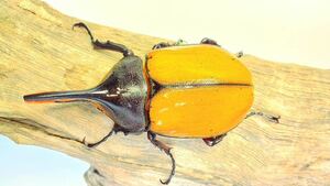 エクアトリアヌス幼虫3頭セット　ペルーイキトスWF11 ①