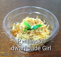 P.willinckii dwarf Jade Girl ウィリンキー ドワーフ ジェイドガール ビカクシダ 胞子培養由来 胞子_画像1