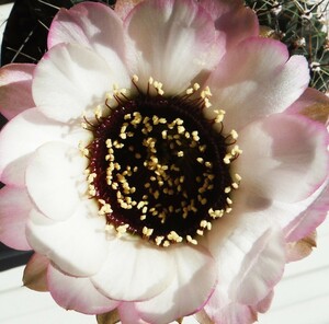 【種子を出品】◆　ロビビア 紅笠丸'アネモネ' Lobivia jajoiana 'Anemone' 10粒/サボテン