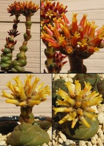 【種子を出品】◆　クラッスラ コルムナリス 麗人 Crassula columnaris 10+粒/珍奇多肉