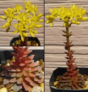 【種子を出品】◆　セダム ヴァレンス Sedum valens 10粒/新種/希少セダム