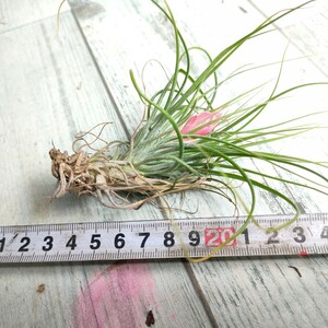 【1円スタート】 tillandsia stricta チランジア・ストリクタ　エアプランツ　■第4種郵便送料安　