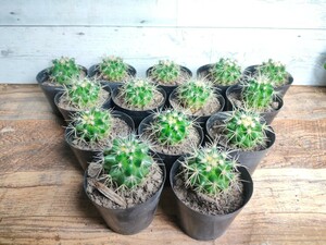 【14株セット】 金鯱サボテン ■ ゴールデンバレル ■ echinocactus grusonii golden barrel ■ 金鯱 ■ サボテン 多肉植物 サボテン