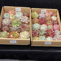 36株　G41+G42　多肉植物 エケベリア属　Echeveria DC 　ベンケイソウ科　交雑種類　超美苗 サボ テン 観葉植物 花 　レア種 36株セット_画像1