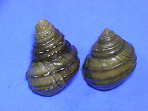 貝の標本 Margarya melanoides 2 pcs 35mm..42mm.w/o..china 