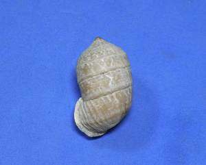 貝の標本 Cerion moralesi 29.5mm.
