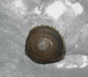 貝の標本 Aegista mackensii 29mm.Taiwan 