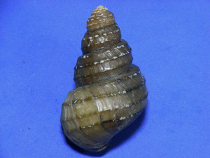 貝の標本 Margarya melanoides 52mm.w/o..china
