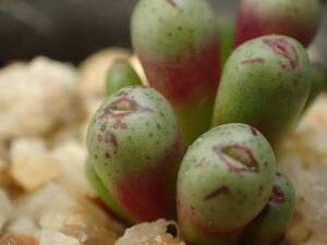 コノフィツム ヒラキス Ｃonophytum hyracis R&Y1598　