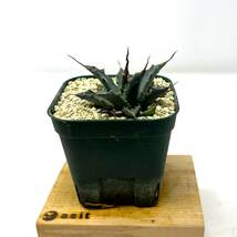 Agave uthaensis var. nevadensis★アガベ ユタエンシス ネバデンシス★実生株 ウネウネしてます_画像8