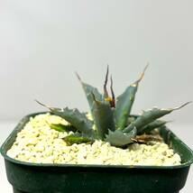 Agave uthaensis var. nevadensis★アガベ ユタエンシス ネバデンシス★実生株 ウネウネしてます_画像4