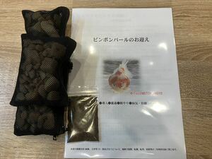 『初心者様大歓迎！』ピンポンパール当歳魚5匹＋【初心者向け飼育ノウハウ資料】＋バクテリア付きろ材セット。お試し飼料オマケ付き！3