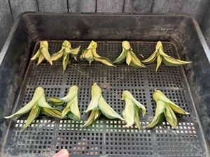 Z-10アガベ 【特選】多肉植物 テキーラ 波の葉オウムのくちばし‘Agave desmetiana’ 激レア！ 黄中斑10 株