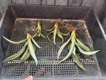 Z-13アガベ 【特選】多肉植物 テキーラ 波の葉オウムのくちばし‘Agave desmetiana’ 激レア！ 白中斑 4株_画像1