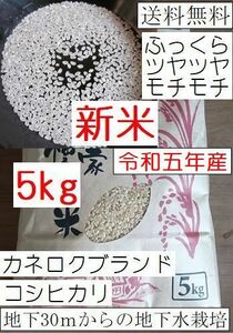 安全安心の地下水栽培　モチモチのコシヒカリ白米 5キロ送料無料　採れたて　令和5年産　栃木県産　農家直売01