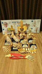 人体模型 骨格模型 非売品 レア物 13個+骨格図2枚 セット 整体 カイロプラクティック 整骨