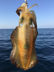 島根県産 　刺身用　アオリイカ　1袋　1杯で600g　モイカ　ミズイカ　お正月に