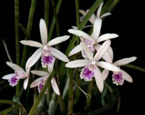 洋蘭原種　Cattleya lundii var.coerulea ‘Maria Paula’ 花芽付き