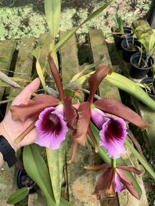 洋蘭原種　Cattleya tenebrossa (select x dark color) 実生