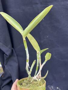 洋蘭原種　Cattleya 原種　わけあり　ラベルなし1