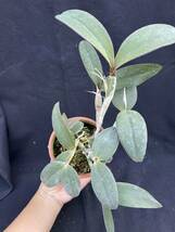 洋蘭原種　Cattleya schilleriana tipo or ? ちょっとわけあり_画像2