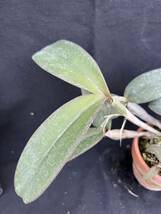 洋蘭原種　Cattleya schilleriana tipo or ? ちょっとわけあり_画像7