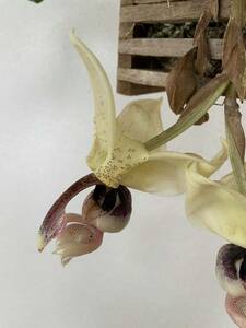 洋蘭原種 Stanhopea insignis わけあり