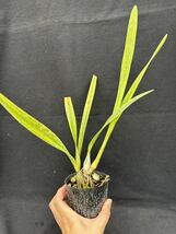 洋蘭原種または交配種　Encyclia ラベルなし4_画像1