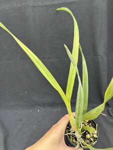 洋蘭原種または交配種　Encyclia ラベルなし5