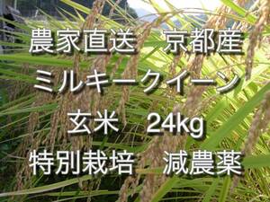 農家直 令和5年度 京都産ミルキークイーン玄米２４kg特別栽培,減農薬 送料無料