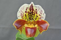 【洋蘭パフィオ】Paph.(Small World×Thunder Eagle)`Nissho'BM/JOGA×Spotter`Leopard'HCC/AOS_画像1