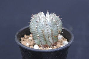 １円～　白衣 ホリダ　ユーフォルビア　Euphorbia horrida