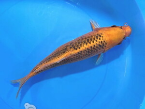  luck . colored carp animation equipped! orange pine leaf approximately 40 centimeter beautiful light thing future fun . colored carp 2022 production 2 -years old actual article or goods 1 pcs NH-8 Shiga koi