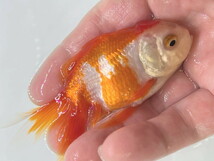 福嘉金魚 動画あり！ 評価700CP！ 更紗オランダ獅子頭 最高の柄と紅質！綺麗！！ 飯田産 約9～10センチ ２歳 現物 １匹 OS-1 金魚 滋賀_画像3