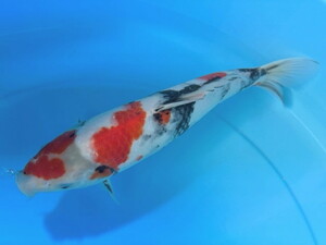  luck . colored carp animation equipped! shop . birthday month CP! Showa era three color large day series colored carp approximately 34 centimeter pattern . with highest! beautiful! 2022 production 2 -years old actual article or goods 1 pcs DHN-5 Shiga 