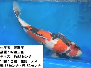  luck . colored carp animation equipped! heaven wistaria production Showa era three color colored carp approximately 53 centimeter . eminent! exceedingly beautiful!.. finished 2 -years old female 2022 production actual article or goods 1 pcs HTN-9 Shiga 