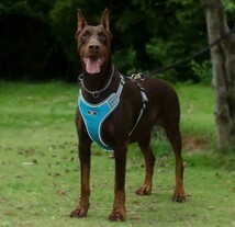 犬 ハーネス 中型犬 大型犬 小型犬 胴輪 簡単着脱 調節可能 引っ張り防止 そらいろ Sサイズ_画像2