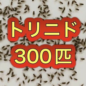 トリニドショウジョウバエ 300匹+α 【即決】【翌日までに発送】餌用 フライトレス 生き餌 活き餌 クモ アリ カマキリ　生き餌　活き餌