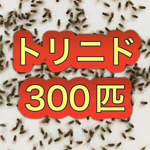 トリニドショウジョウバエ 300匹+α フライトレス【翌日までに発送】【レパシー スーパーフライ使用】生き餌 活き餌 メダカ　金魚　熱帯魚