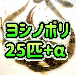 ヨシノボリ　3〜5cm前後　25匹+α セット　河川中流域　神奈川県　天然　【送料無料　即決】