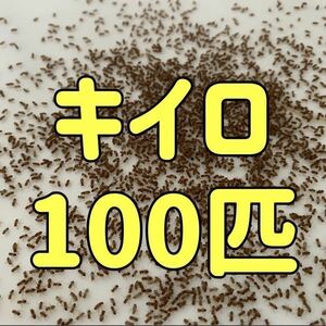 キイロショウジョウバエ 100匹+α 【翌日までに発送】【レパシー　スーパーフライ】 フライトレス 生き餌 活き餌 ショウジョウバエ