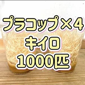 キイロショウジョウバエ1000匹　【プラコップ250匹 ×4空コップ・レパシー・木毛おまけつき】 飛ばない　フライトレス ショウジョウバエ