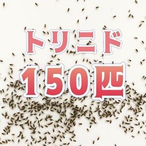 トリニドショウジョウバエ 150匹+α 【翌日までに発送】生き餌 活き餌 餌用　ショウジョウバエ　フライトレス　レパシー　スーパーフライ