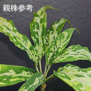 アグラオネマ エウレカ Aglaonema pictum Tricolor EUREKA Pulau Nias AZ便